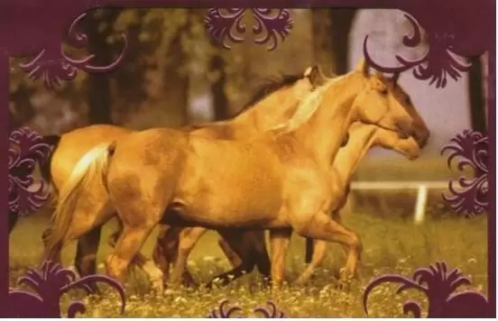 Un amour de cheval - Image H