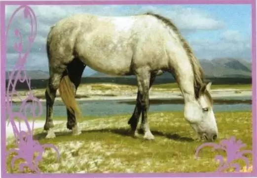 Un amour de cheval - Image n°3