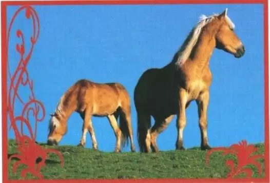 Un amour de cheval - Image n°30