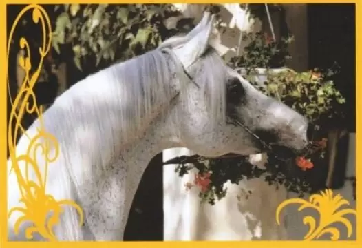 Un amour de cheval - Image n°34