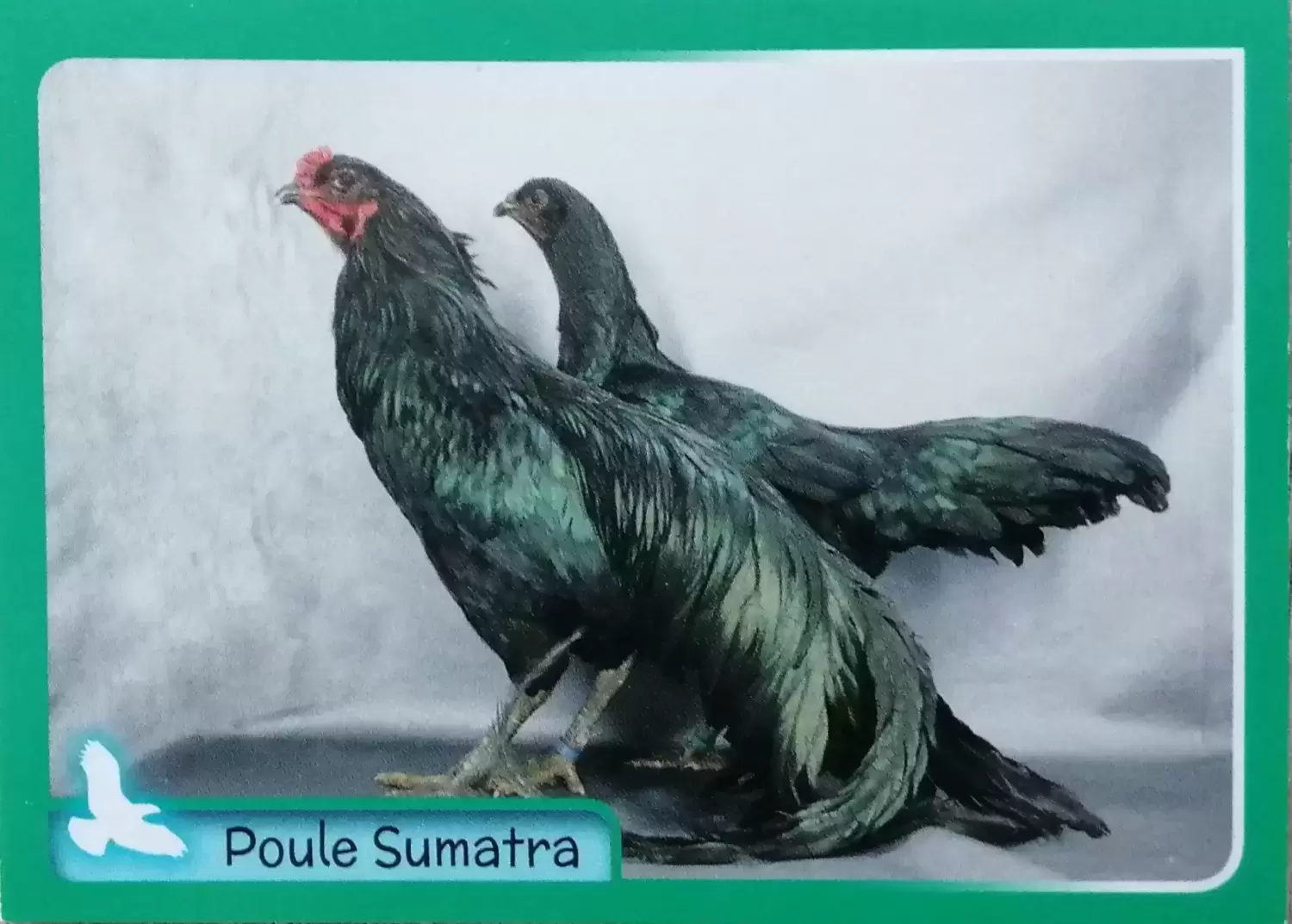 Animaux - A la découverte du monde animal 2014-2015 - Poule Sumatra