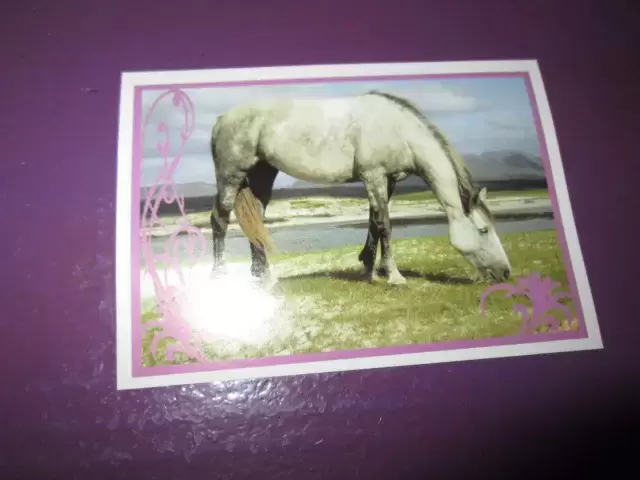 Un amour de cheval - Image n°3