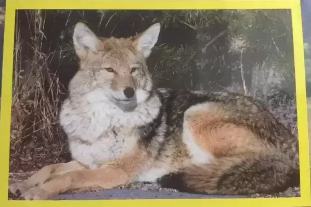 Amici Cucciolotti : nos p\'tits animaux - 2015 - Coyote
