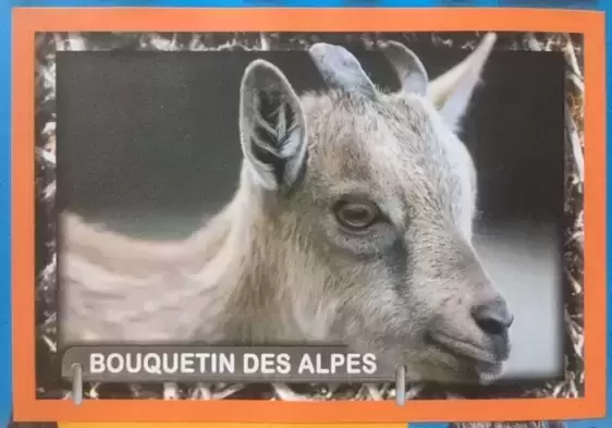 Amici Cucciolotti : Nos p\'tits animaux 2018 - Bouquetin des Alpes