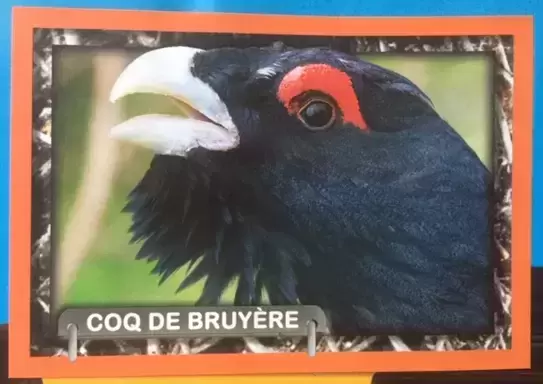 Amici Cucciolotti : Nos p\'tits animaux 2018 - Coq de Bruyère