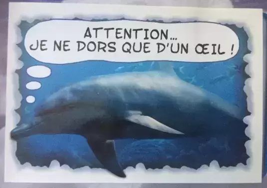 Amici Cucciolotti : Nos p\'tits animaux 2018 - Grand dauphin - Des demi - rêves