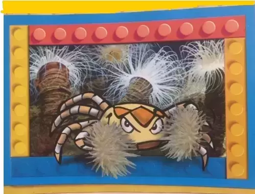 Amici Cucciolotti : Nos p\'tits animaux 2018 - Le Crabe - Boxeur utilise les petites Anémones de Mer Urticantes comme bouclier qu \' il brandit pour tenir ses adversaires éloignés , et en échange , il les promène.