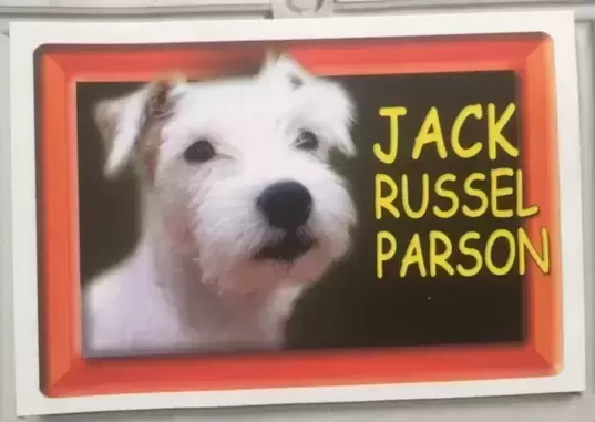 Amici Cucciolotti : Nos p\'tits animaux 2018 - Jack Russell Parson