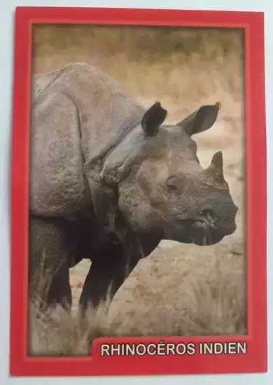 Amici Cucciolotti : nos p\'tits animaux  - 2017 - Rhinocéros indien
