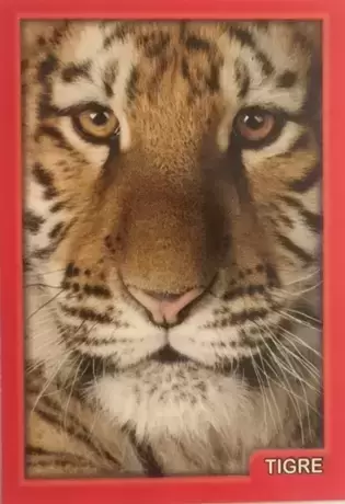 Amici Cucciolotti : nos p\'tits animaux  - 2017 - Tigre