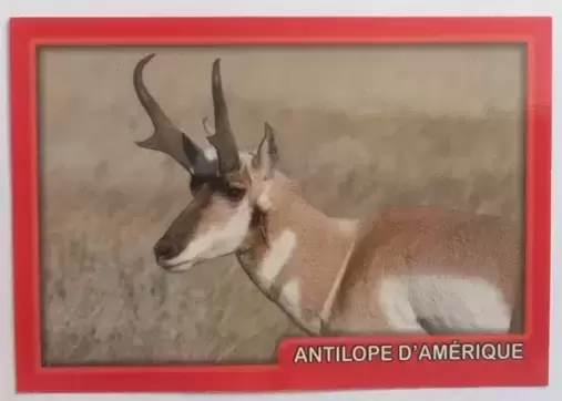 Amici Cucciolotti : nos p\'tits animaux  - 2017 - Antilope d \' Amérique