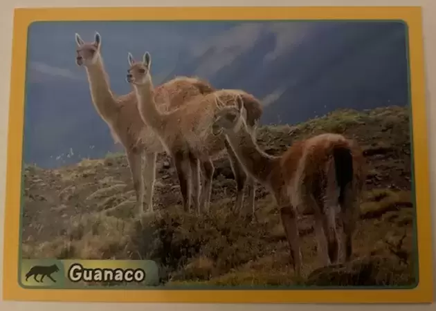 Animaux - A la découverte du monde animal 2014 - Guanaco
