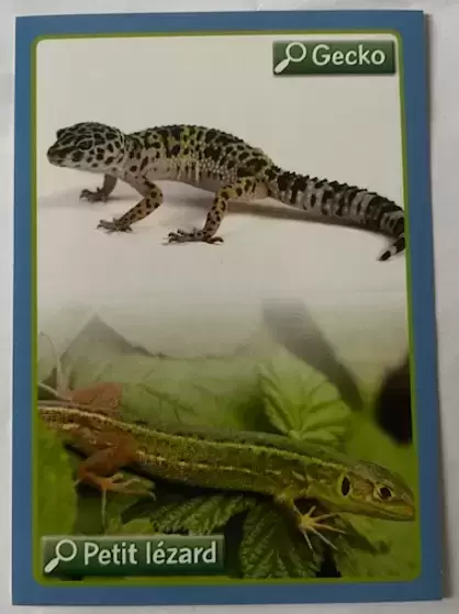 Animaux - A la découverte du monde animal 2014 - Gecko ou petit Lézard